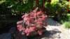 dsc05057_small.jpg