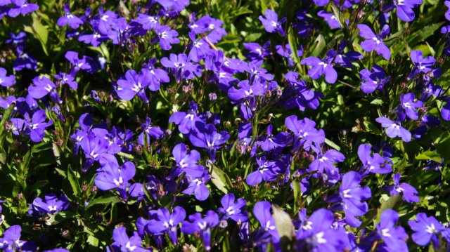dsc05111.jpg